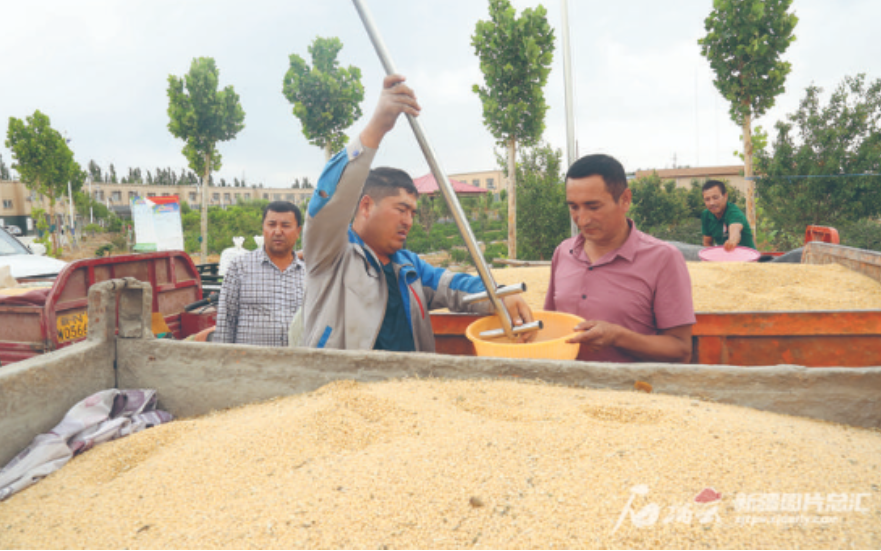 Chinese Media: “Xinjiang” Takes Top Spot in Production and Sowing