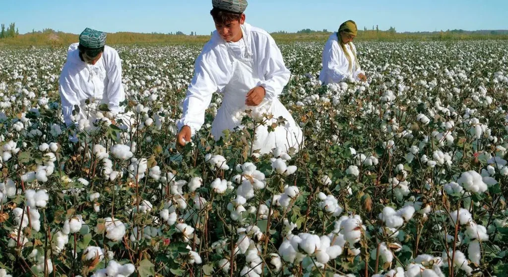 China Claims Xinjiang Cotton Production Reached 5.12 Million Tons, Accounting for 90% of the National Total
