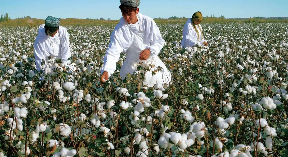 xinjiang cotton